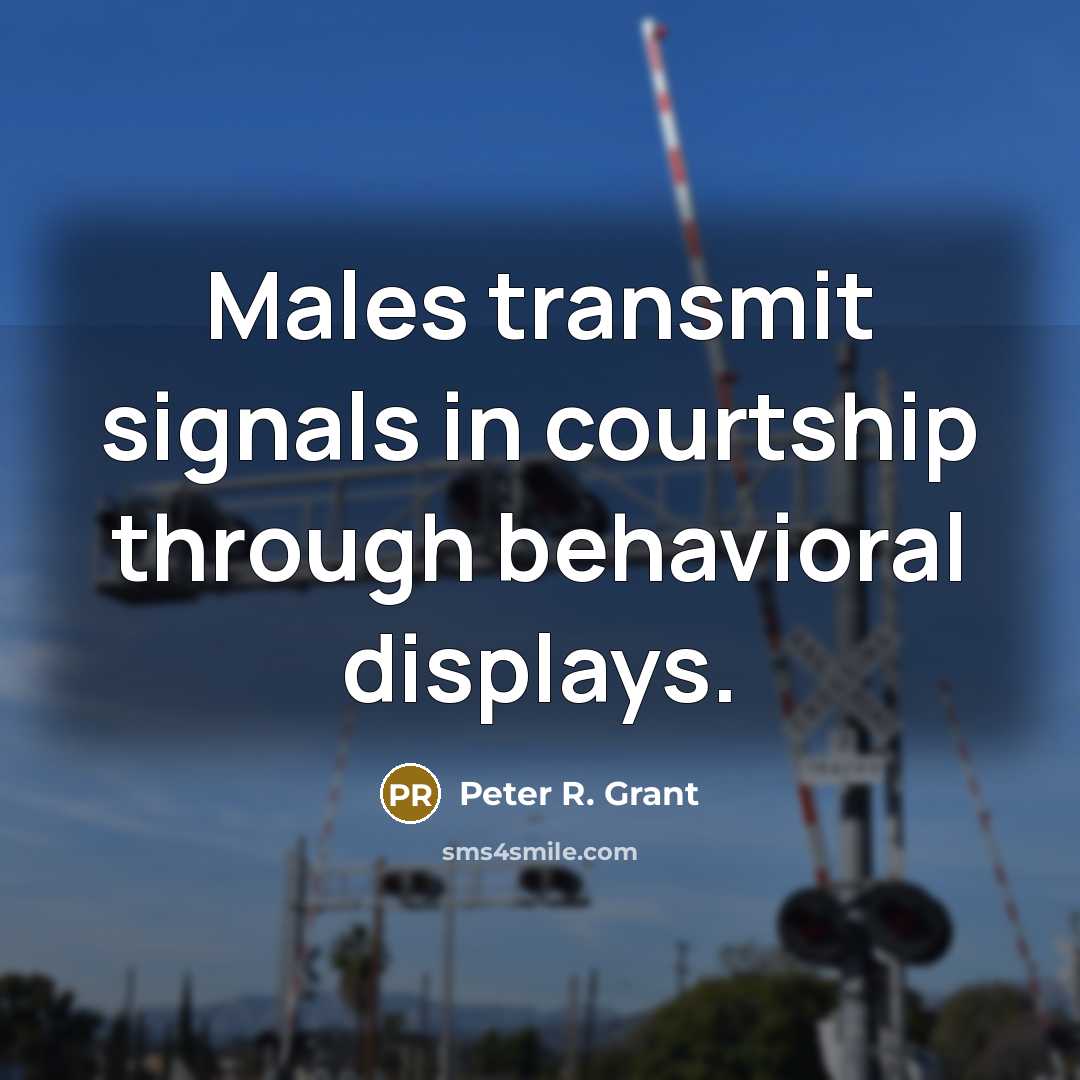 “Males transmit signals in courtship through behavioral displays.…” quote by Peter R. Grant