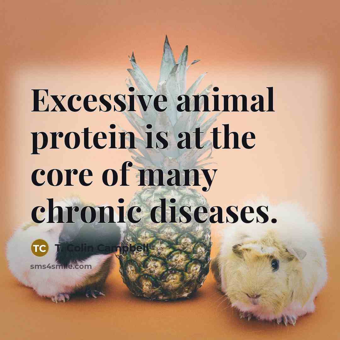 “Excessive animal protein is at the core of many chronic…” quote by T. Colin Campbell