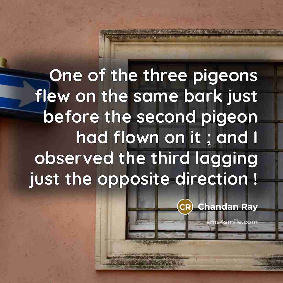 “One of the three pigeons flew on the same bark…” quote by Chandan Ray