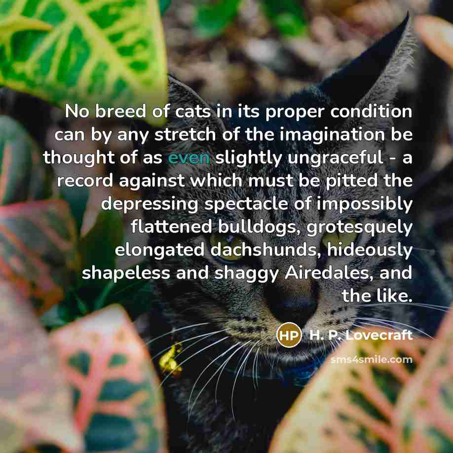“No breed of cats in its proper condition can by…” quote by H. P. Lovecraft