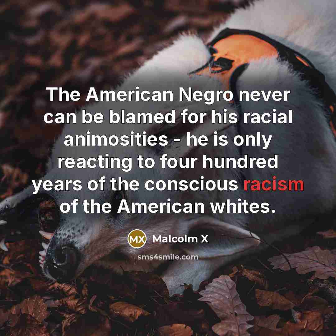 “The American Negro never can be blamed for his racial…” quote by Malcolm X