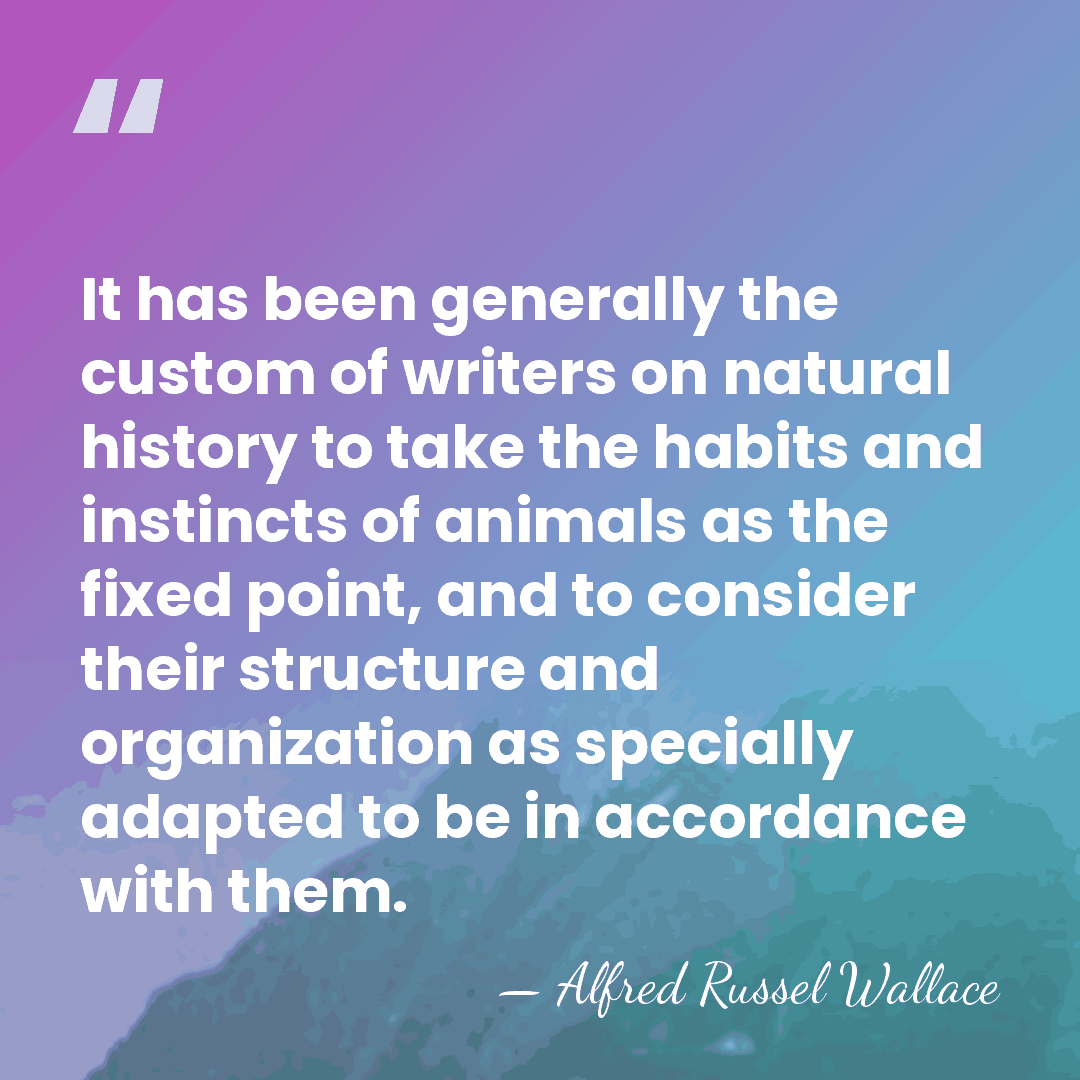 It has been generally the custom of writers on natural history to&hellip; - Alfred Russel Wallace