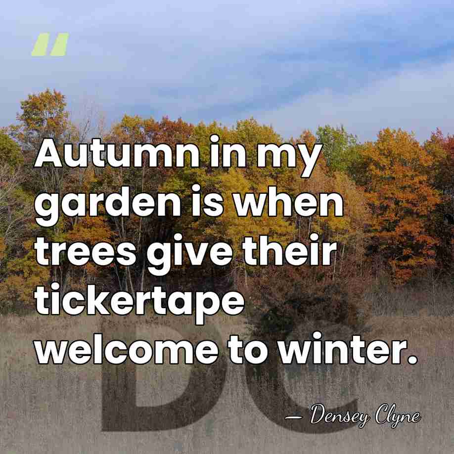 Autumn in my garden is when trees give their tickertape welcome to&hellip; - Densey Clyne