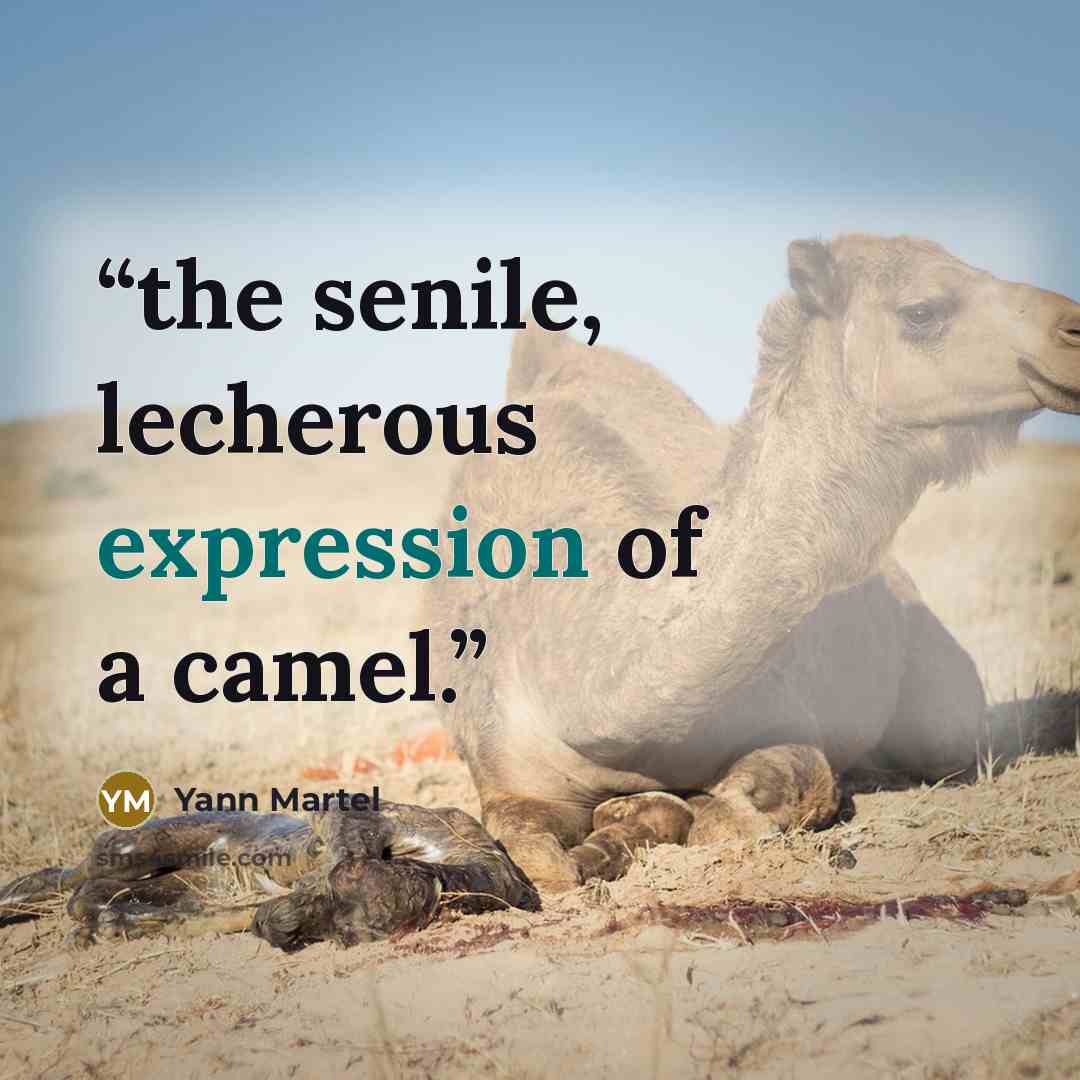 “the senile, lecherous expression of a camel.” quote by yann martel