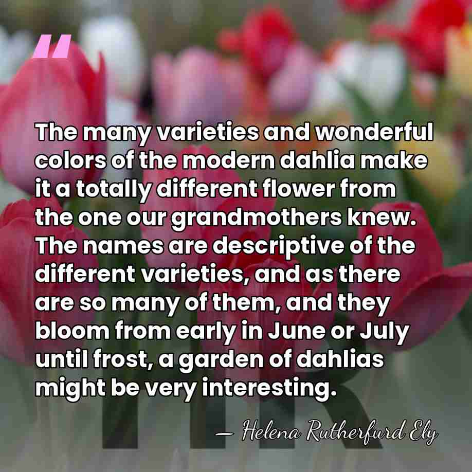 The many varieties and wonderful colors of the modern dahlia make it&hellip; - Helena Rutherfurd Ely