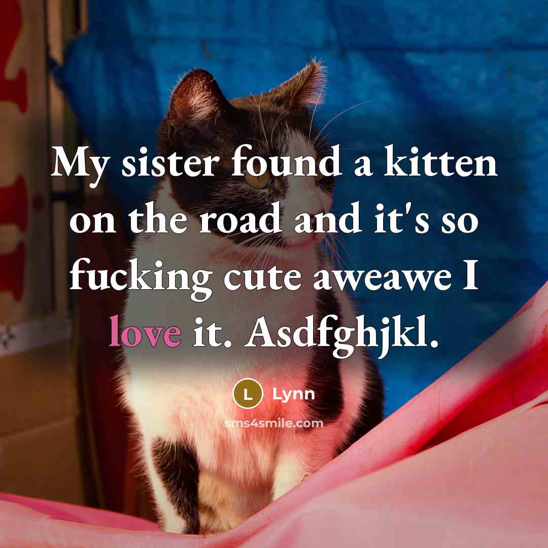 “My sister found a kitten on the road and it's so fucking cute aweawe I love it. Asdfghjkl.” quote by Lynn