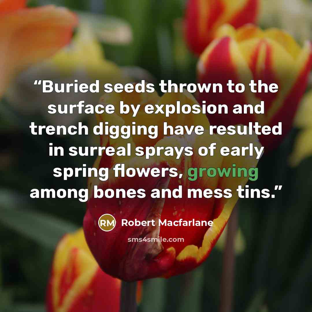 “Buried seeds thrown to the surface by explosion and trench digging have resulted in surreal sprays of early spring flowers, growing among bones and mess tins.” quote by Robert Macfarlane