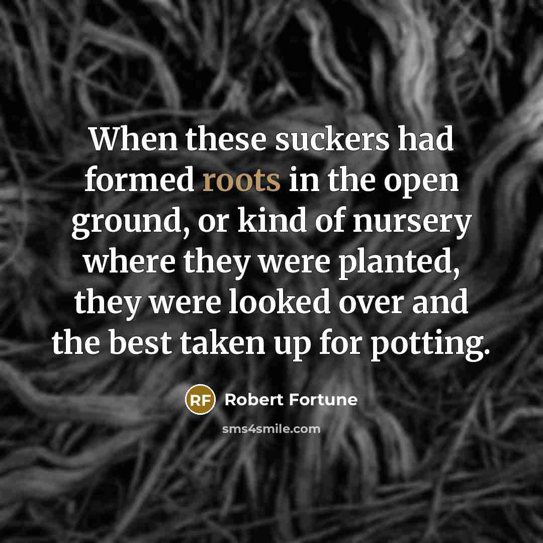 “When these suckers had formed roots in the open ground,…” quote by Robert Fortune
