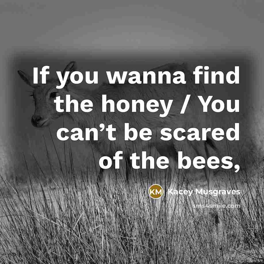 “If you wanna find the honey / You can’t be…” quote by Kacey Musgraves