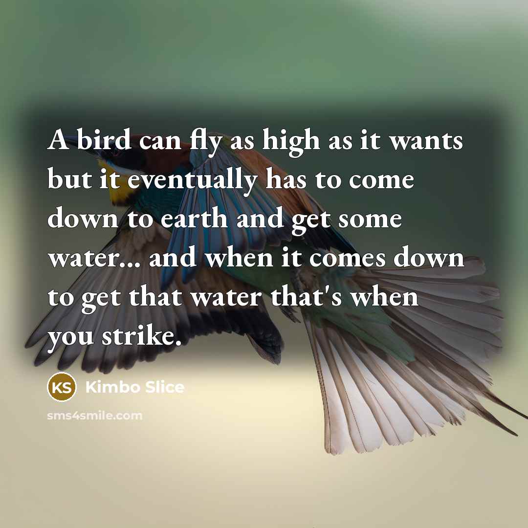 “A bird can fly as high as it wants but…” quote by Kimbo Slice