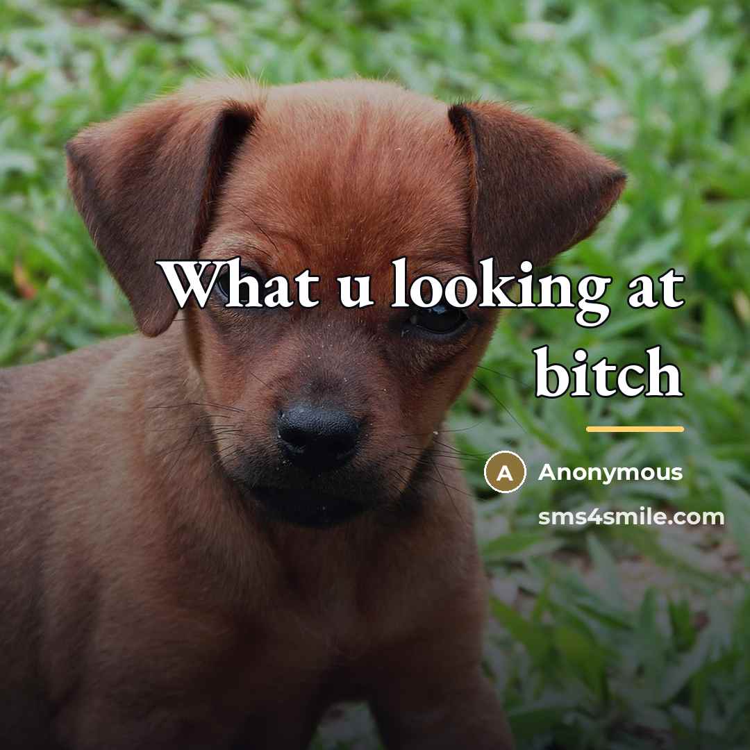 “What u looking at bitch…” quote by Anonymous