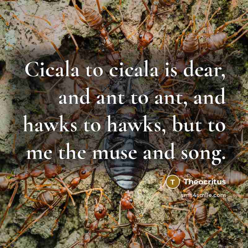 “Cicala to cicala is dear, and ant to ant, and…” quote by Theocritus