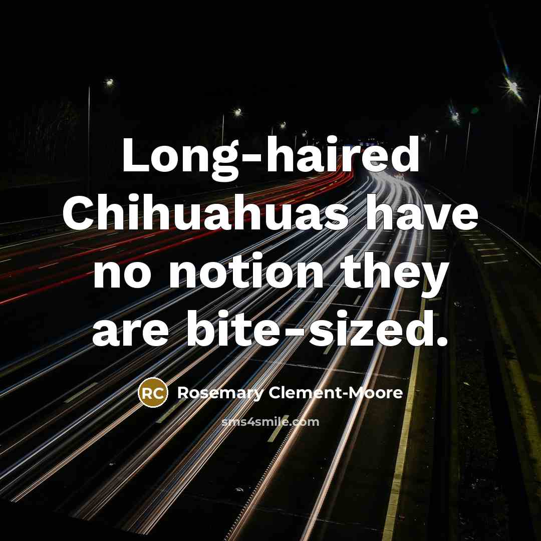 “Long-haired Chihuahuas have no notion they are bite-sized.…” quote by Rosemary Clement-Moore