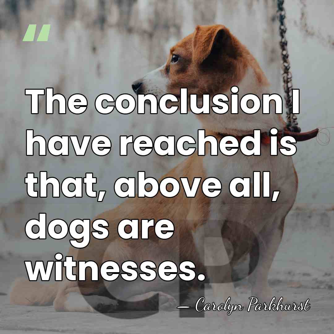 The conclusion I have reached is that, above all, dogs are witnesses. - Carolyn Parkhurst