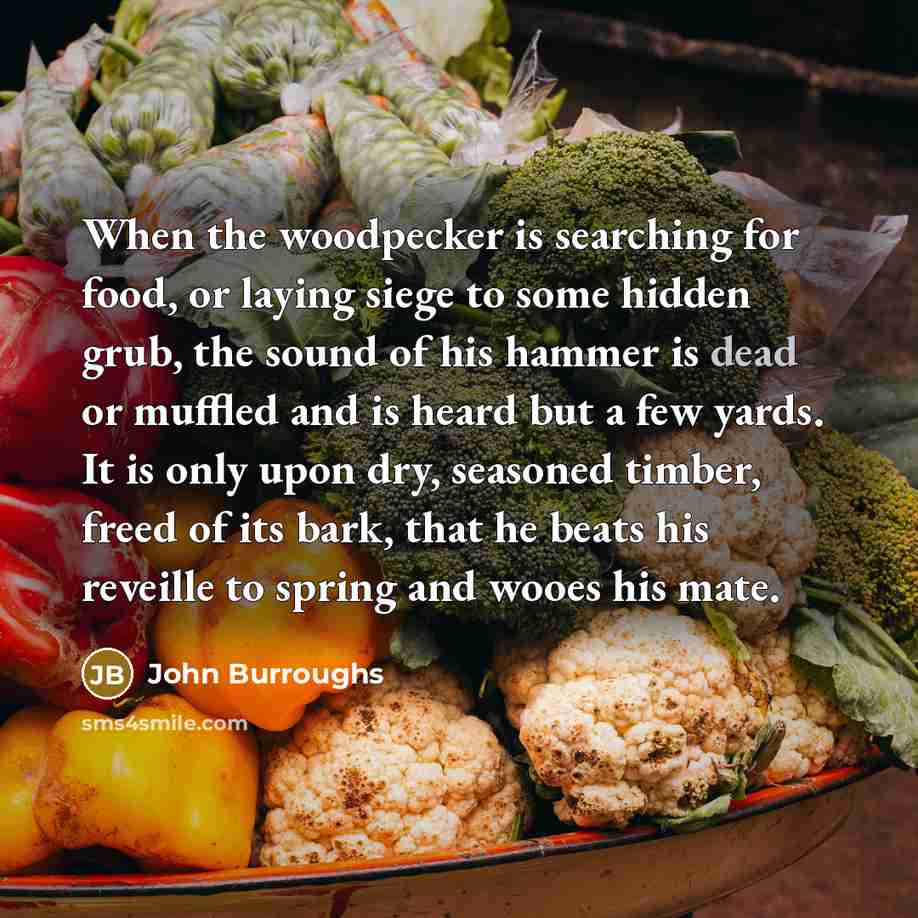 “When the woodpecker is searching for food, or laying siege…” quote by John Burroughs