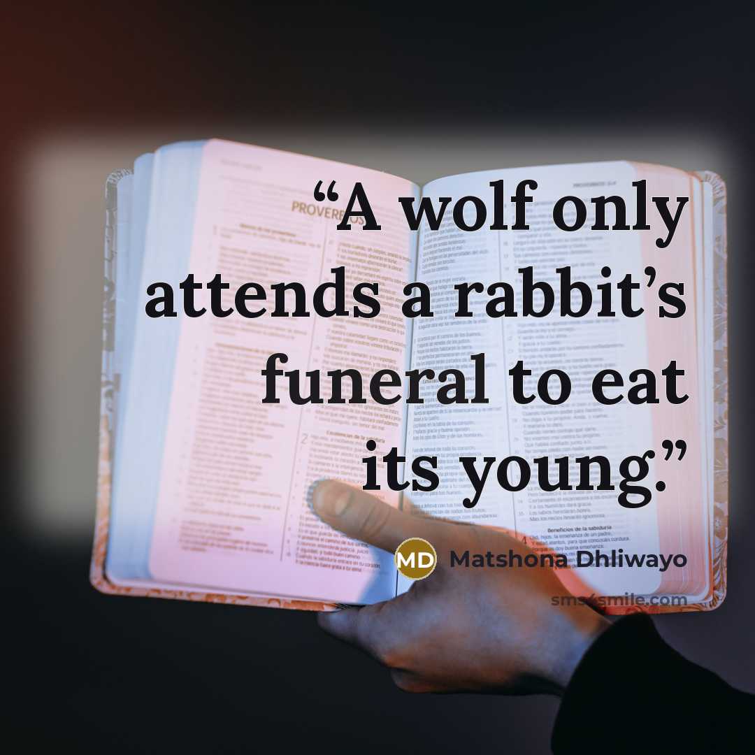 “A wolf only attends a rabbit’s funeral to eat its young.” quote by Matshona Dhliwayo
