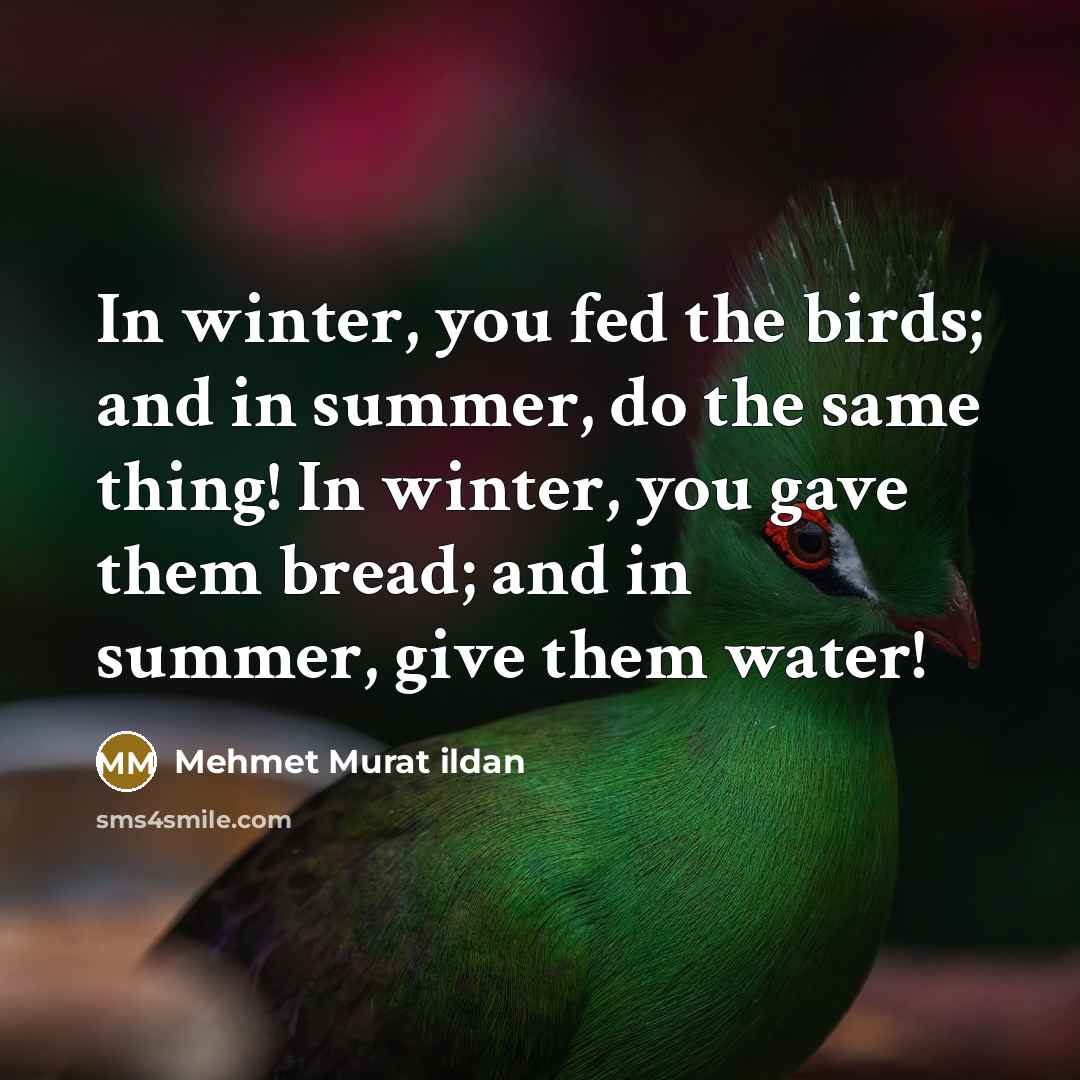 “In winter, you fed the birds; and in summer, do…” quote by Mehmet Murat Ildan
