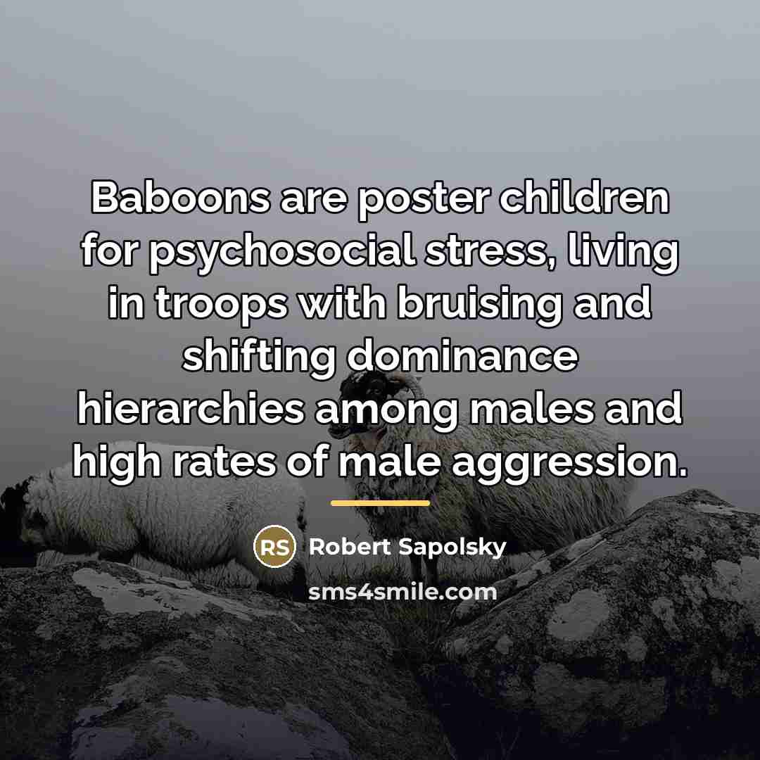 “Baboons are poster children for psychosocial stress, living in troops…” quote by Robert Sapolsky