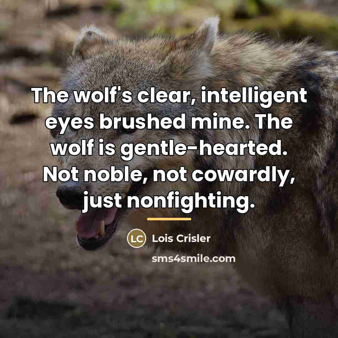 “The wolf's clear, intelligent eyes brushed mine. The wolf is…” quote by Lois Crisler