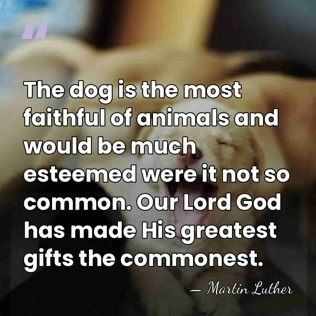 The dog is the most faithful of animals and would be much&hellip; - Martin Luther