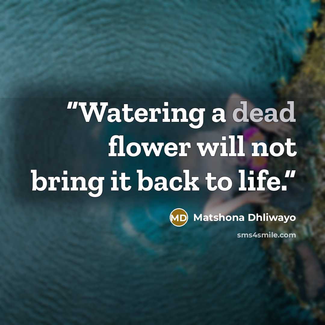 “Watering a dead flower will not bring it back to life.” quote by Matshona Dhliwayo