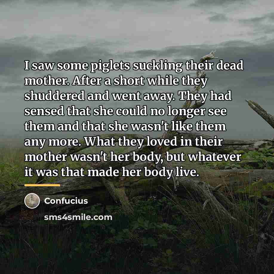“I saw some piglets suckling their dead mother. After a…” quote by Confucius