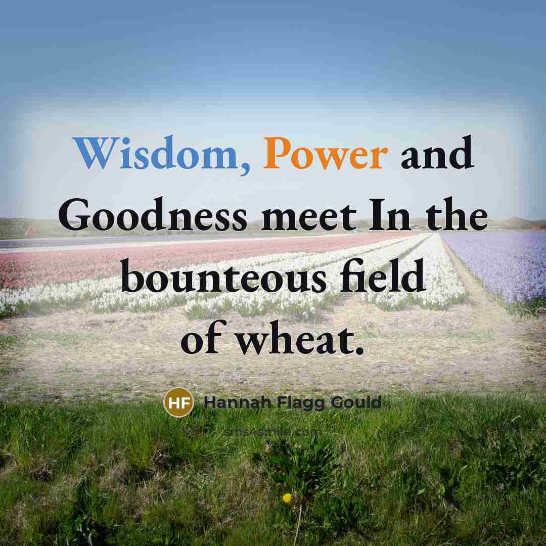 “Wisdom, Power and Goodness meet In the bounteous field of wheat.” quote by Hannah Flagg Gould