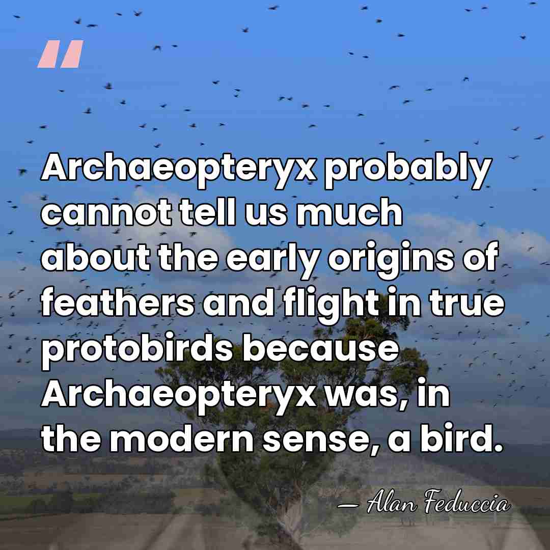 Archaeopteryx probably cannot tell us much about the early origins of feathers&hellip; - Alan Feduccia