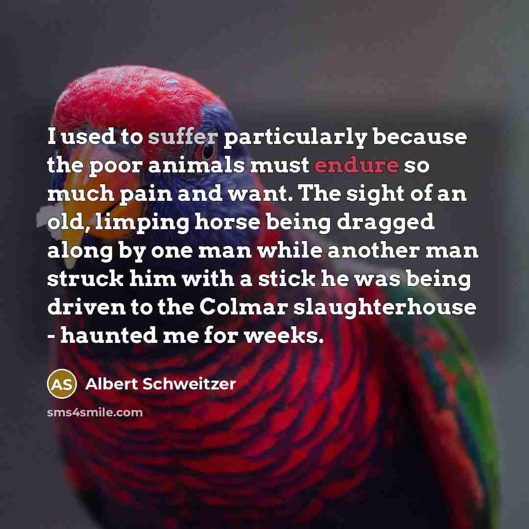 “I used to suffer particularly because the poor animals must…” quote by Albert Schweitzer