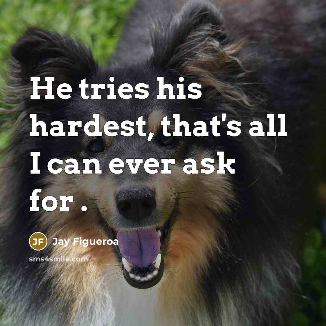“He tries his hardest, that's all I can ever ask for .” quote by Jay Figueroa
