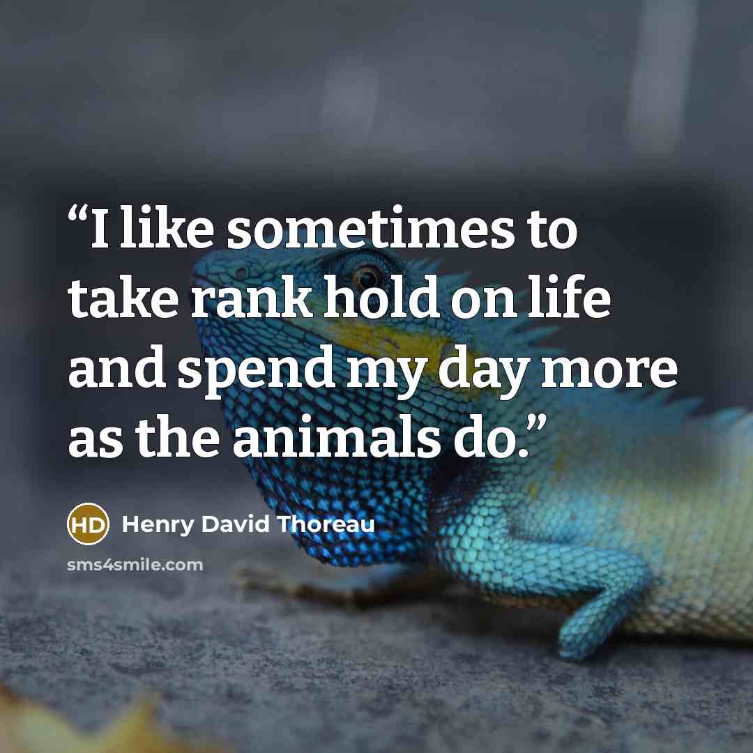 “I like sometimes to take rank hold on life and spend my day more as the animals do.” quote by Henry David Thoreau