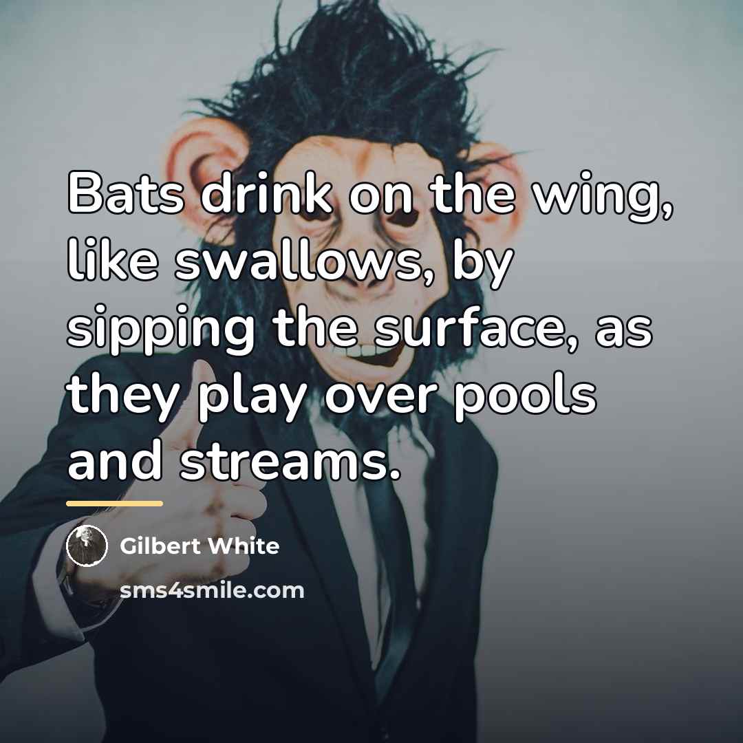 “Bats drink on the wing, like swallows, by sipping the…” quote by Gilbert White