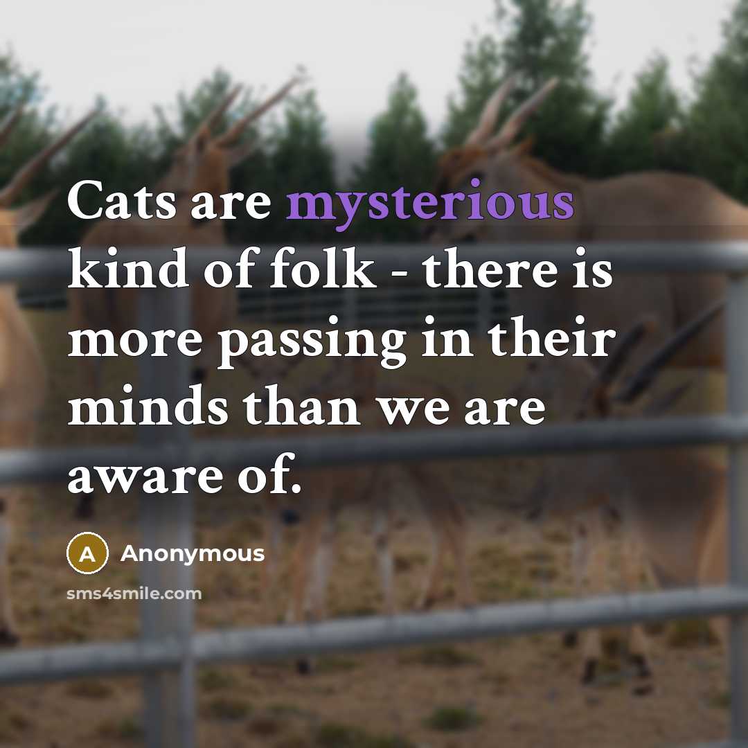 “Cats are mysterious kind of folk - there is more…” quote by Anonymous