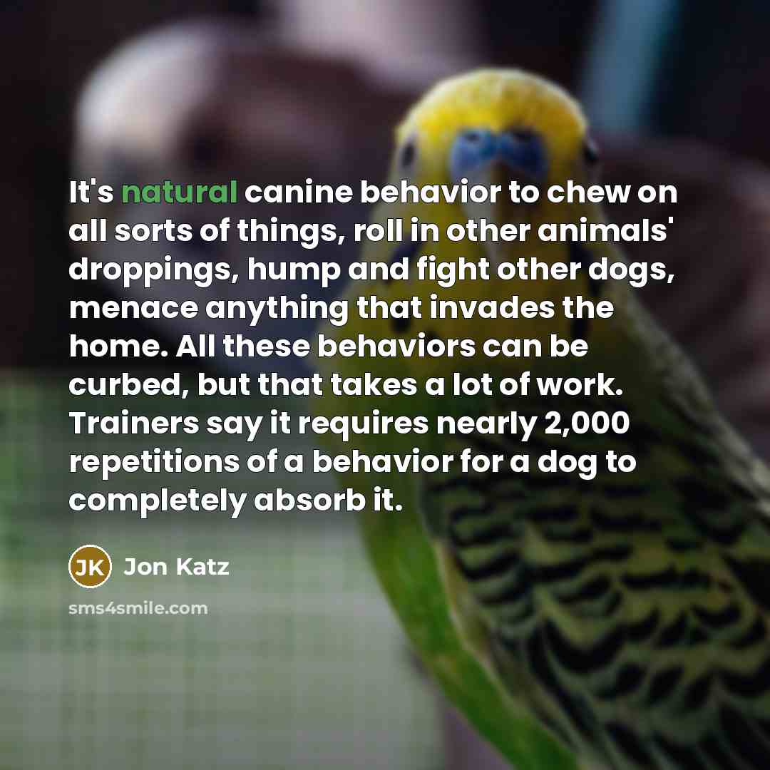 “It's natural canine behavior to chew on all sorts of…” quote by Jon Katz