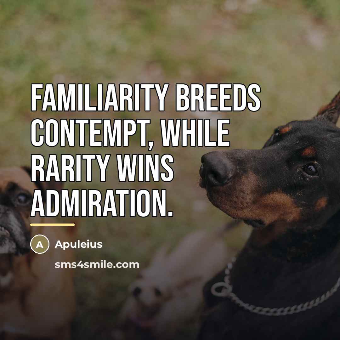 “Familiarity breeds contempt, while rarity wins admiration.…” quote by Apuleius