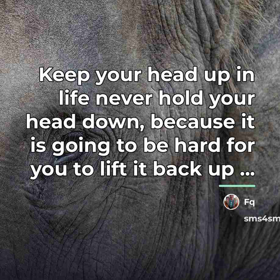 “Keep your head up in life never hold your head…” quote by Fq