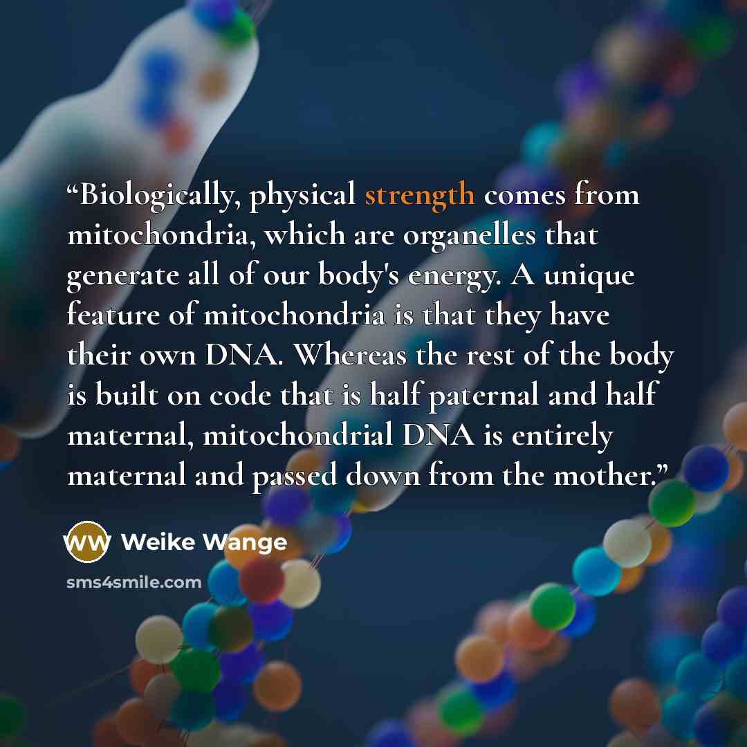“Biologically, physical strength comes from mitochondria, which are organelles that generate all of our body's energy. A unique feature of mitochondria is that they have their own DNA. Whereas the rest of the body is built on code that is half paternal and half maternal, mitochondrial DNA is…” quote by Weike Wange