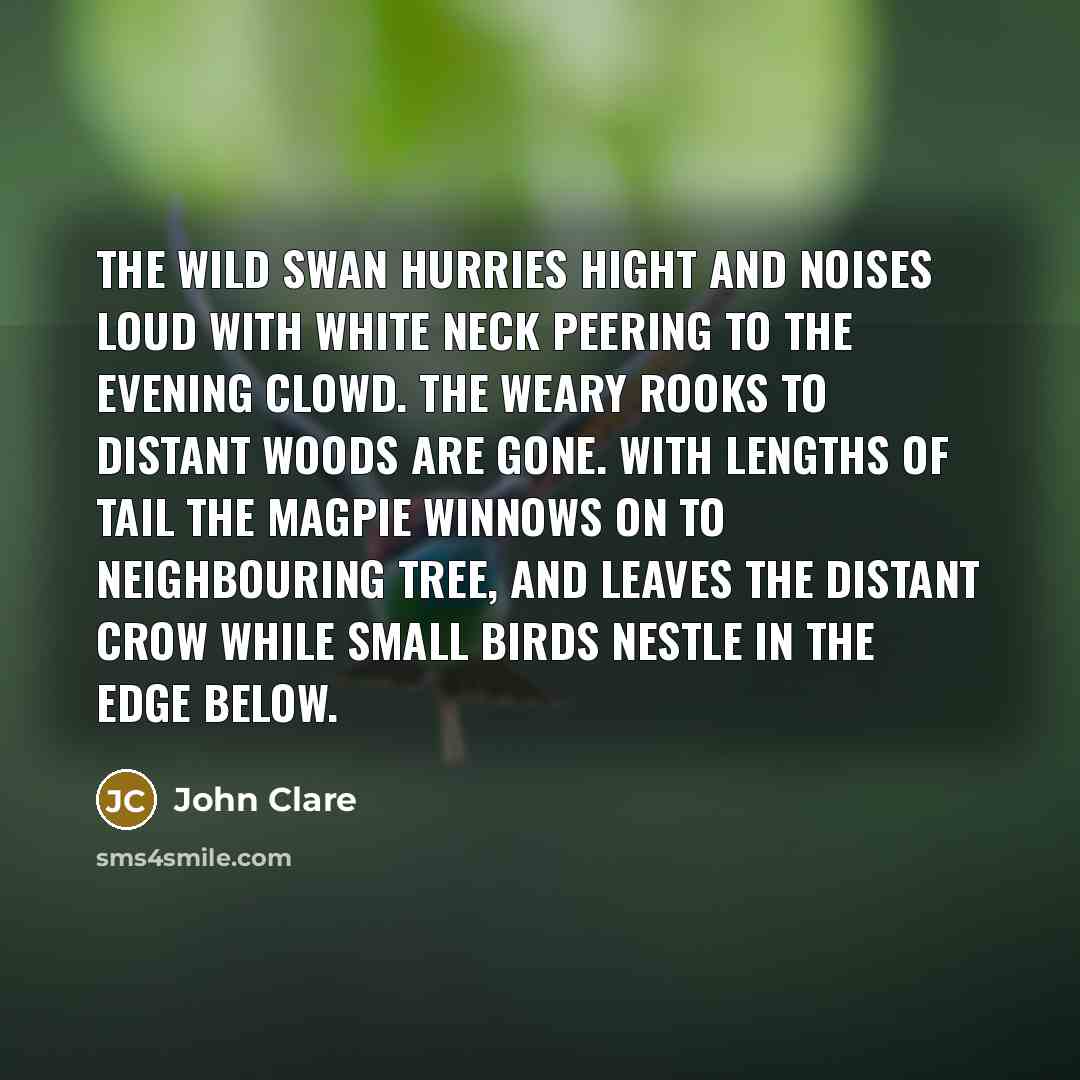 “The wild swan hurries hight and noises loud With white…” quote by John Clare