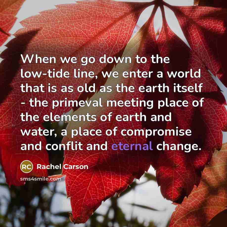 “When we go down to the low-tide line, we enter…” quote by Rachel Carson