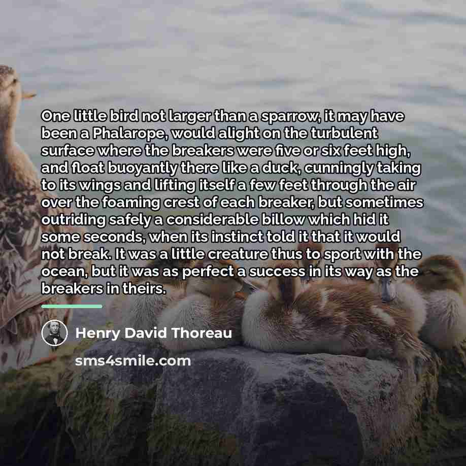 “One little bird not larger than a sparrow, it may…” quote by Henry David Thoreau
