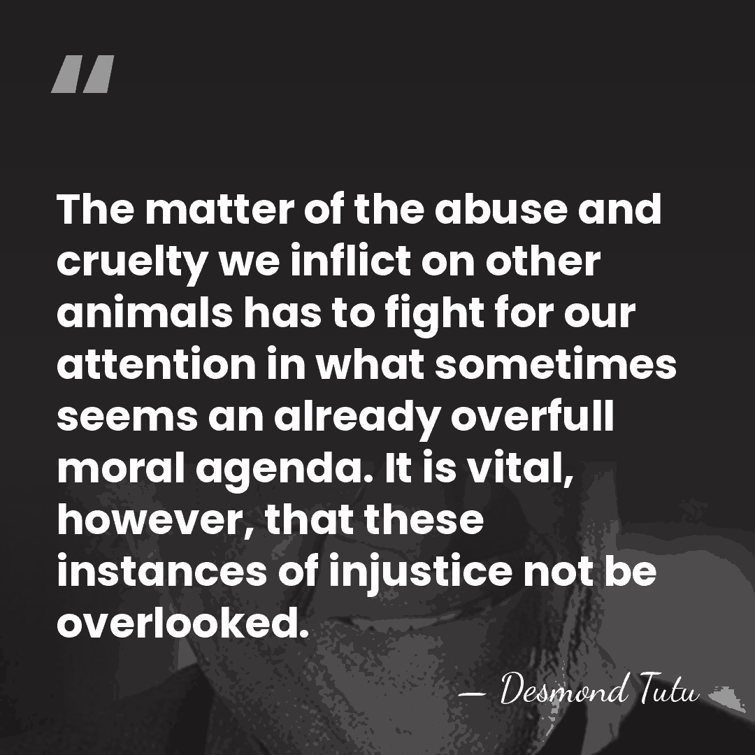 The matter of the abuse and cruelty we inflict on other animals&hellip; - Desmond Tutu