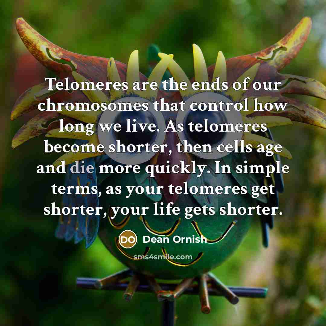 “Telomeres are the ends of our chromosomes that control how…” quote by Dean Ornish