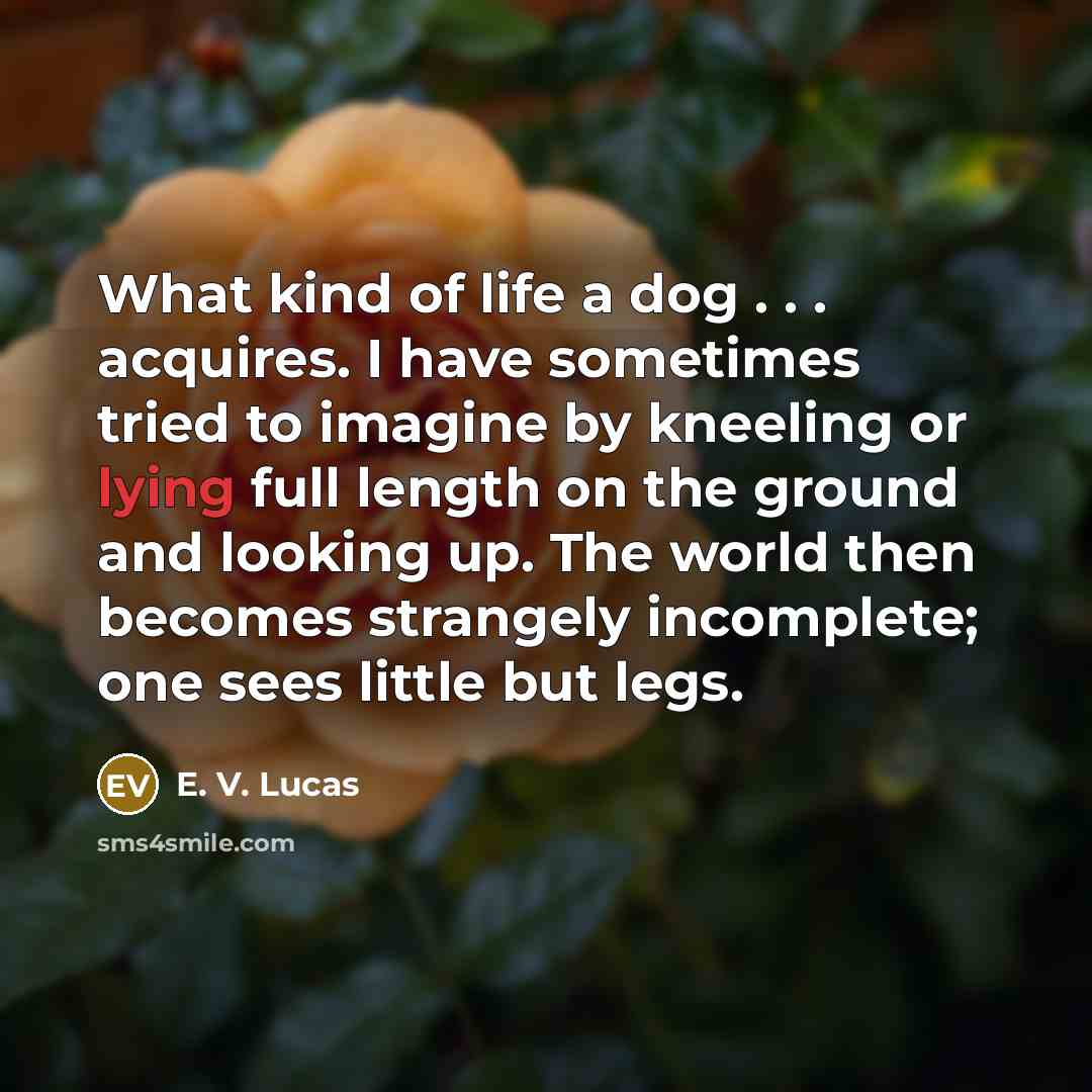 “What kind of life a dog . . . acquires.…” quote by E. V. Lucas