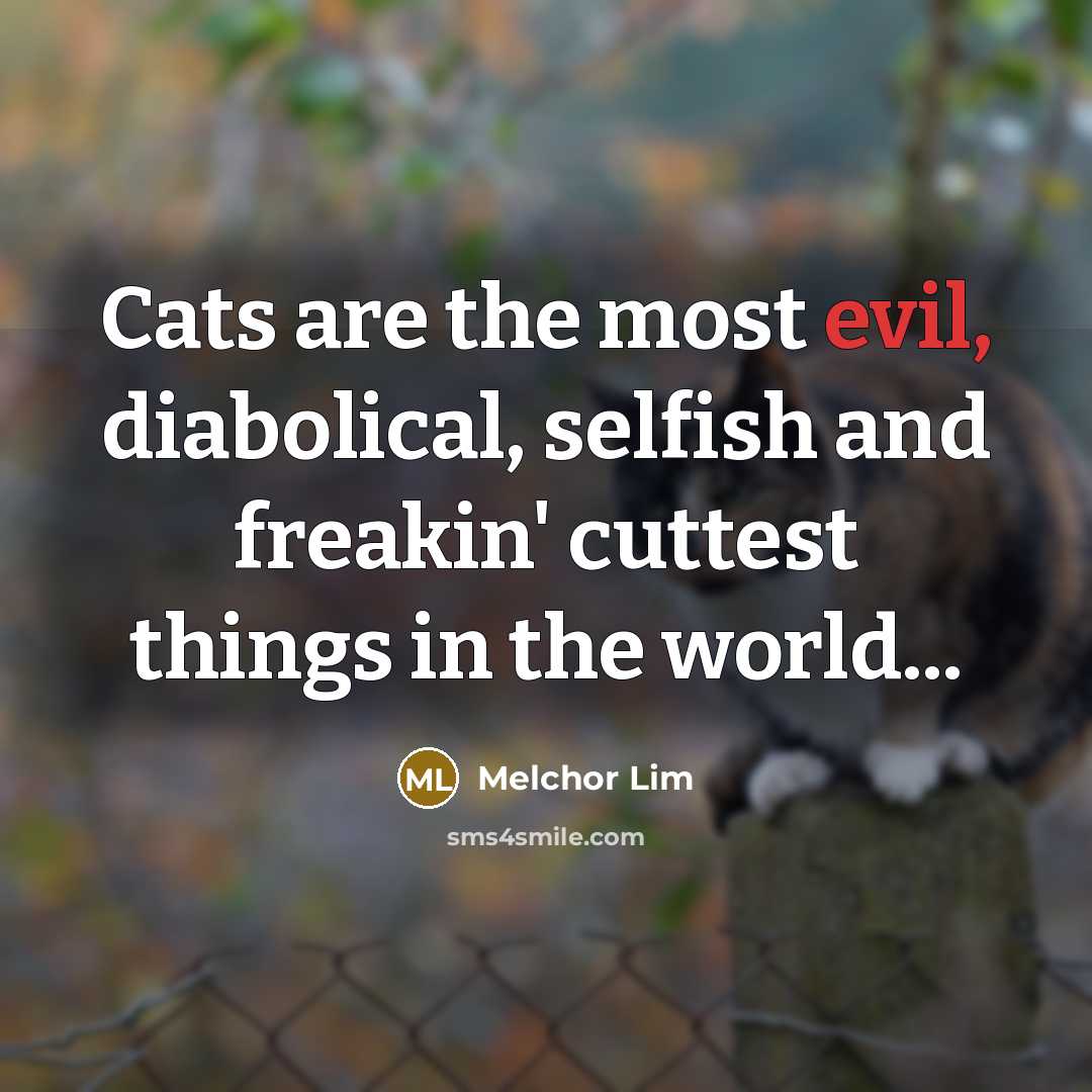 “Cats are the most evil, diabolical, selfish and freakin' cuttest…” quote by Melchor Lim