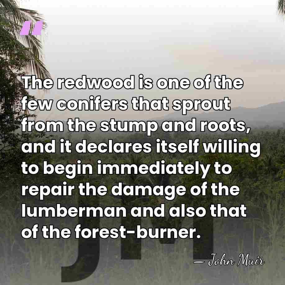 The redwood is one of the few conifers that sprout from the&hellip; - John Muir