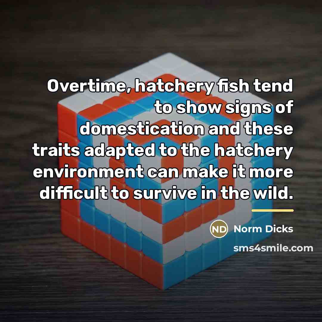 “Overtime, hatchery fish tend to show signs of domestication and…” quote by Norm Dicks