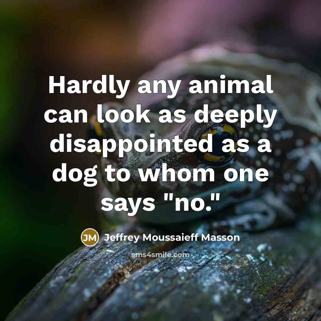 “Hardly any animal can look as deeply disappointed as a…” quote by Jeffrey Moussaieff Masson