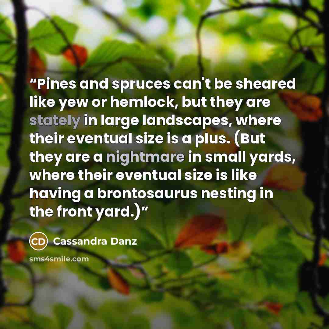“Pines and spruces can't be sheared like yew or hemlock, but they are stately in large landscapes, where their eventual size is a plus. (But they are a nightmare in small yards, where their eventual size is like having a brontosaurus nesting in the front yard.)” quote by Cassandra Danz