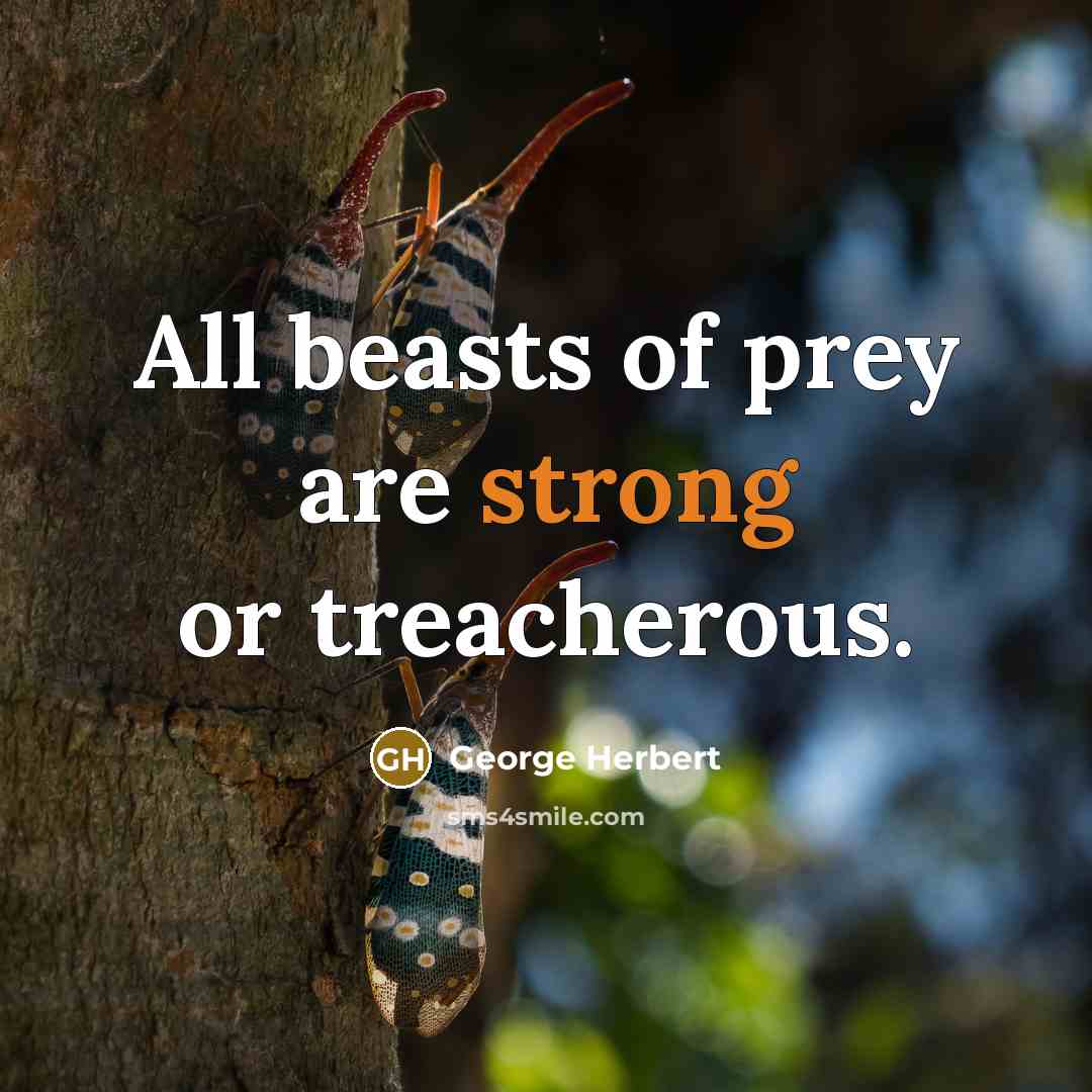 “All beasts of prey are strong or treacherous.…” quote by George Herbert