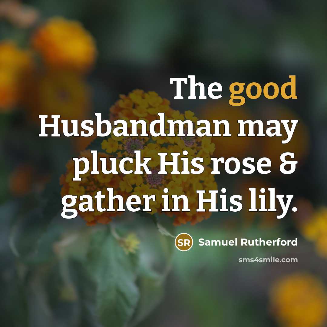 “The good Husbandman may pluck His rose & gather in His lily.” quote by Samuel Rutherford
